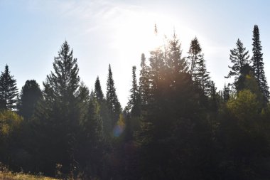 Sonbahar ormanı, tayga, ormandaki ağaçlar.