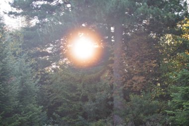 Güz Parkı, yürümek için bir yer.