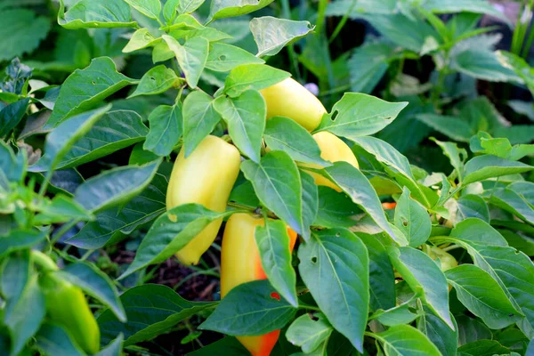 Pepper Branch Ripe Vegetables — Stock Photo, Image