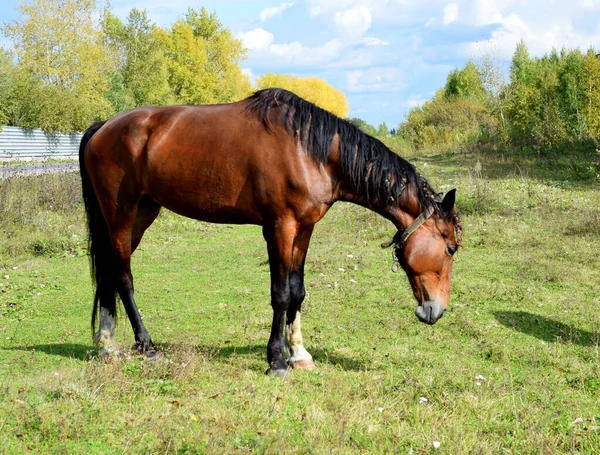 Paard Een Weide Weiland Voor Dieren — Stockfoto