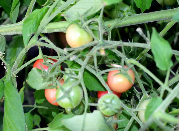 Tomatoes Branch Ripe Vegetables — Stock Photo, Image