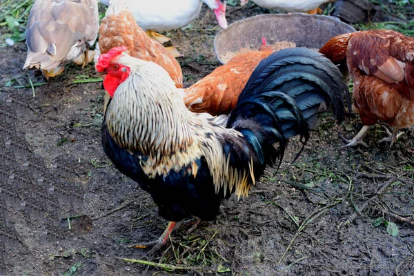 Oiseaux Ferme Poulailler — Photo