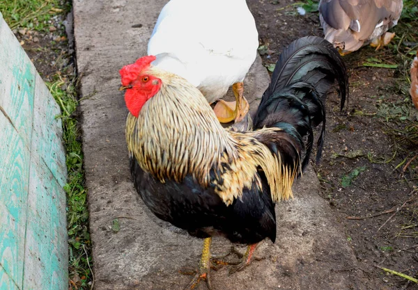 Aves Granja Gallinero — Foto de Stock