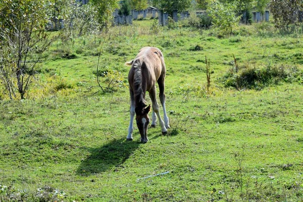 Foal Grazing Meadow — Stock Photo, Image