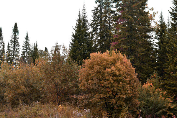 autumn forest, taiga, trees in the forest