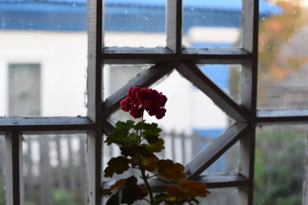 Florescimento Gerânio Planta Casa Flores Jardim — Fotografia de Stock