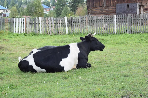 Pasto Vaca Prado — Fotografia de Stock