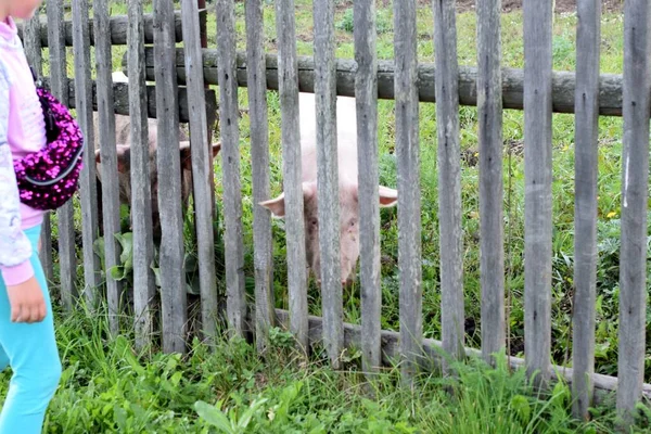 Granja Cerdos Lechones Detrás Valla — Foto de Stock