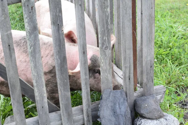 養豚場柵の後ろの豚小屋 — ストック写真