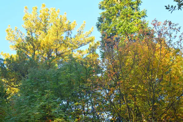 Automne Dans Parc Arbres Dans Forêt — Photo