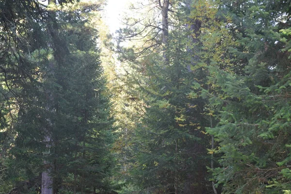 Outono Parque Árvores Floresta — Fotografia de Stock