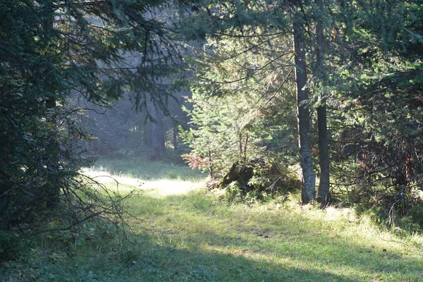 Осень Парке Деревья Лесу — стоковое фото