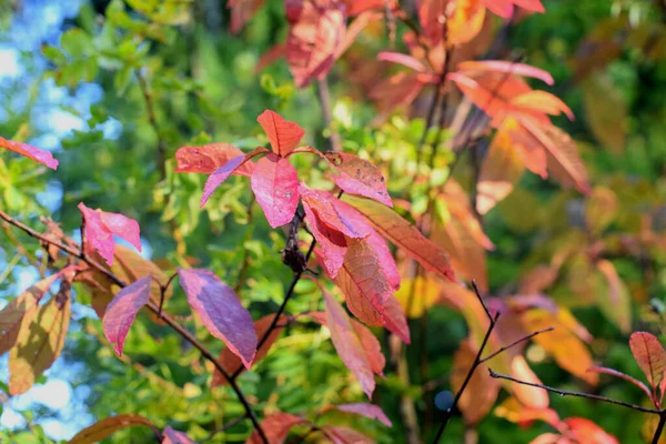 Herbst Park Bäume Wald — Stockfoto