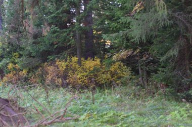 Parkta sonbahar, ormanda ağaçlar