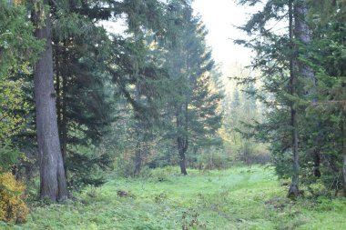 Parkta sonbahar, ormanda ağaçlar