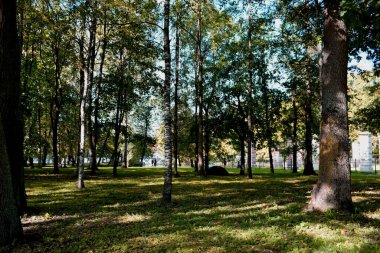 Parkta sonbahar, ormanda ağaçlar