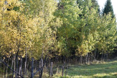 Parkta sonbahar, ormanda ağaçlar