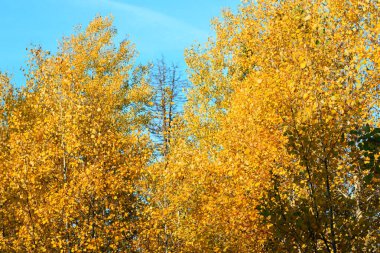 Parkta sonbahar, ormanda ağaçlar