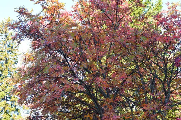 Otoño Parque Árboles Bosque —  Fotos de Stock