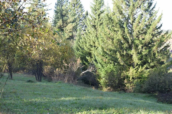 Herfst Het Park Bomen Het Bos — Stockfoto