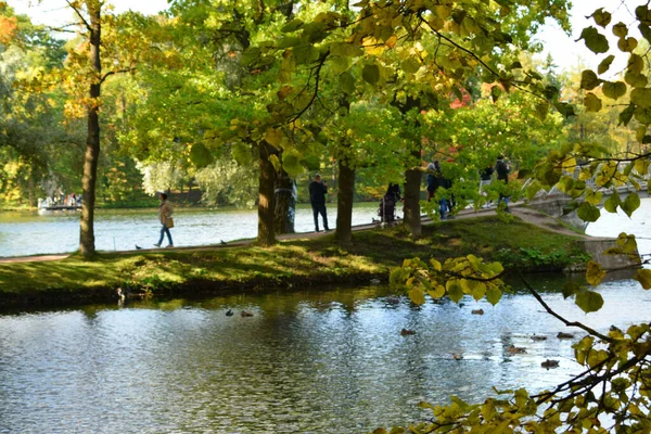 Otoño Parque Árboles Bosque — Foto de Stock