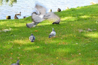 Parktaki bir gölde kuşlar yüzer.