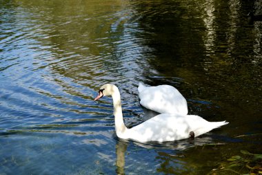 Kuğular gölette yüzer.