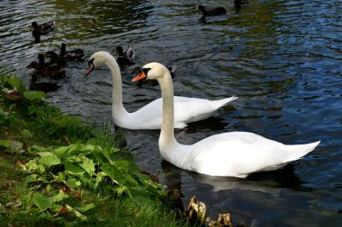 Kuğular gölette yüzer.