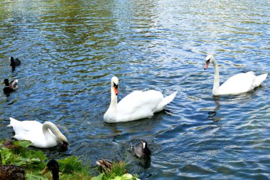 Kuğular gölette yüzer.