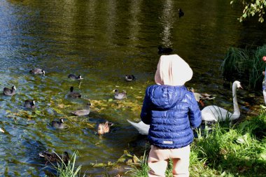 Kuğular gölette yüzer.