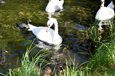 Kuğular gölette yüzer.