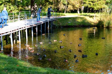 Güz Parkı 'nda göl, yürümek için bir yer.