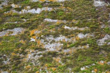 Yosun kaplı taş duvarlar.