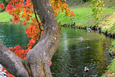 Parkta sonbahar günü