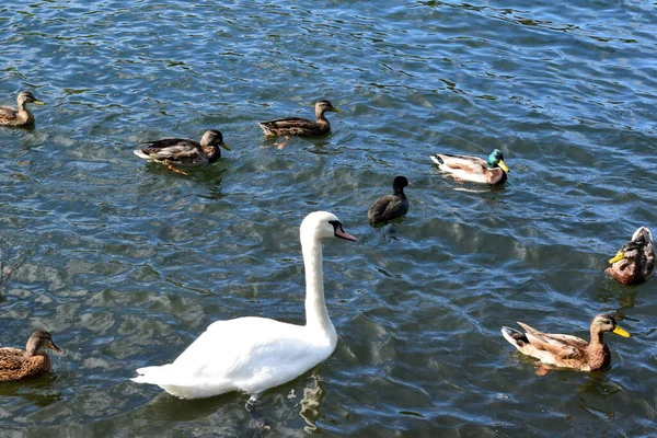 Vögel Schwimmen Einem Teich Park — Stockfoto