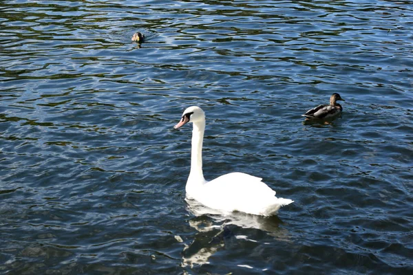 Pássaros Nadam Uma Lagoa Parque — Fotografia de Stock
