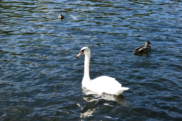 Vögel Schwimmen Einem Teich Park — Stockfoto