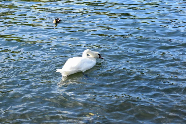 Gli Uccelli Nuotano Uno Stagno Nel Parco — Foto Stock