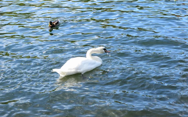 Pássaros Nadam Uma Lagoa Parque — Fotografia de Stock