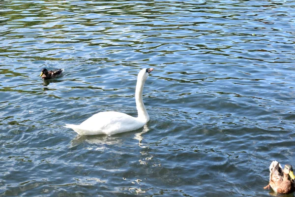 Gli Uccelli Nuotano Uno Stagno Nel Parco — Foto Stock