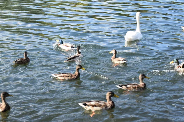 Птицы Плавают Пруду Парке — стоковое фото