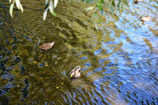 Oiseaux Nagent Dans Étang Dans Parc — Photo