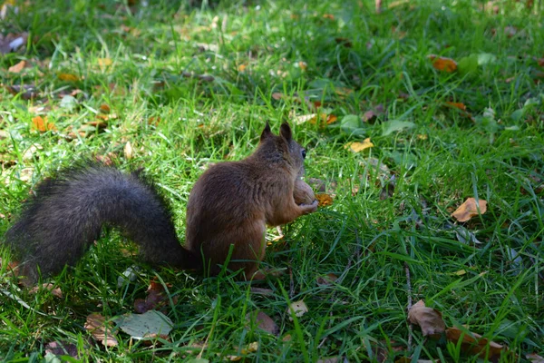 Squirrel Walks Park — Stock Photo, Image