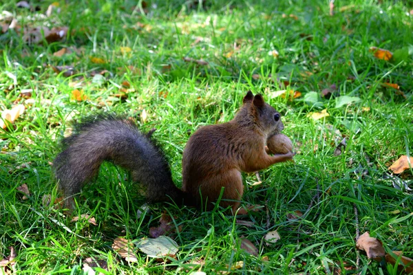 Eichhörnchen Spaziert Park — Stockfoto