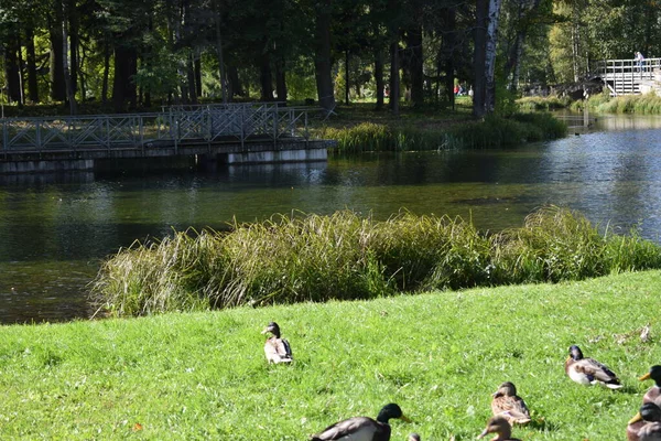 Uccelli Nel Parco Luogo Dove Passeggiare — Foto Stock