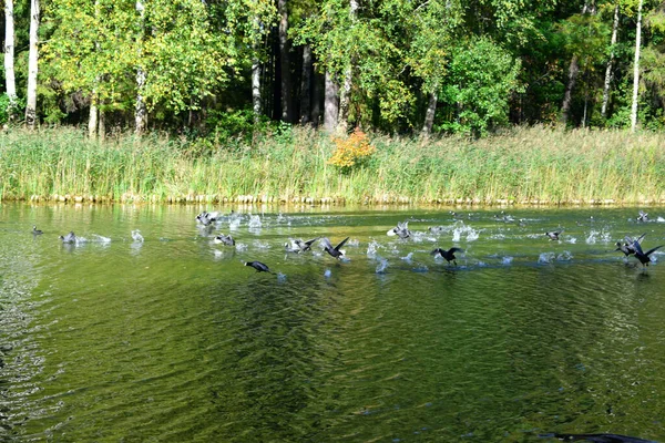 公园里的一群鸭子 — 图库照片