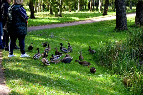 Una Bandada Patos Parque — Foto de Stock