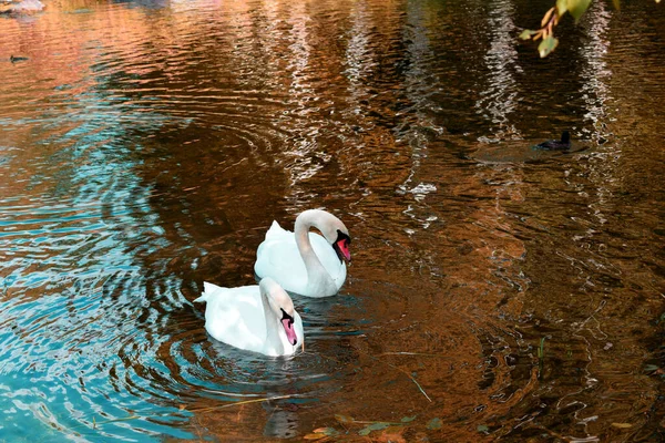 Los Cisnes Nadan Estanque — Foto de Stock