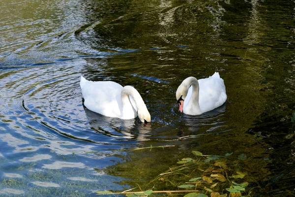 Cisnes Nadam Lagoa — Fotografia de Stock