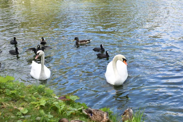Los Cisnes Nadan Estanque — Foto de Stock